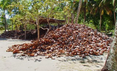 Coconut Shell pile on the Seychelles Stock Photos