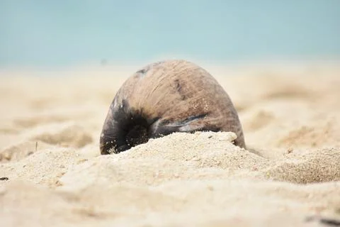 A Coconut Shell On Sandy Beach Stock Photos