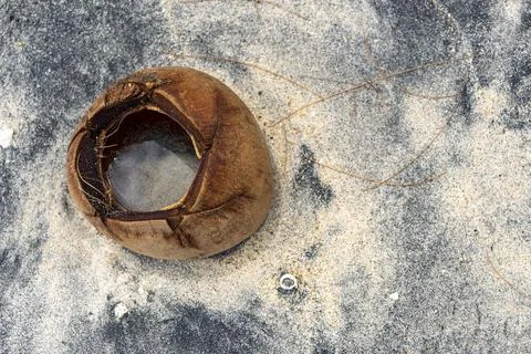 Coconut shell is sitting on the ground, with a small piece of it missing 스톡 사진
