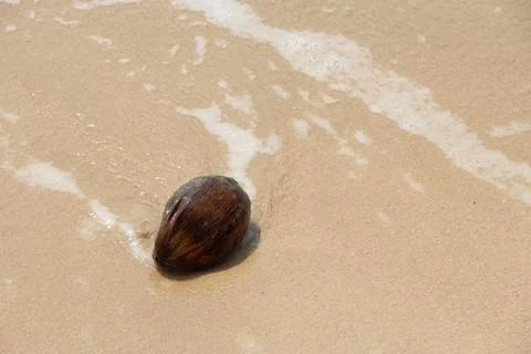 Coconut shell stuck in the sand next to the sea waves 写真素材