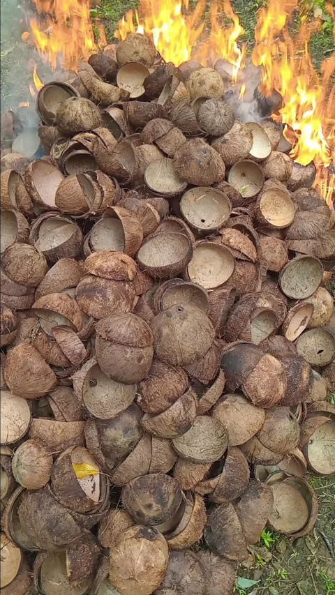 Coconut shells are burned and the charcoal is sold Stock Footage 309826713