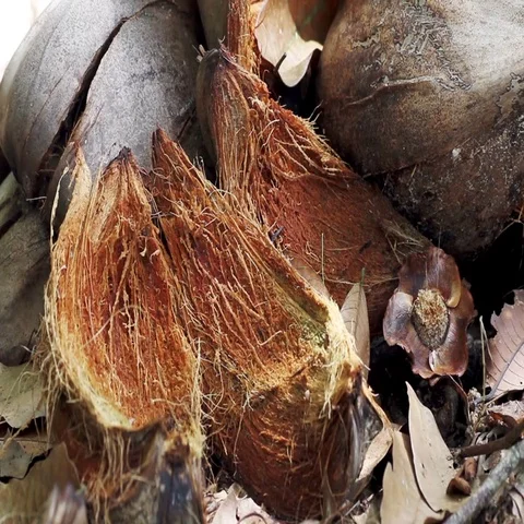 Coconut shells close-up Stock Footage 69488306