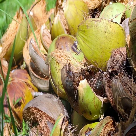 Coconut shells close up Stock Footage 69488875
