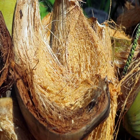 Coconut shells close-up Stock Footage 69489911