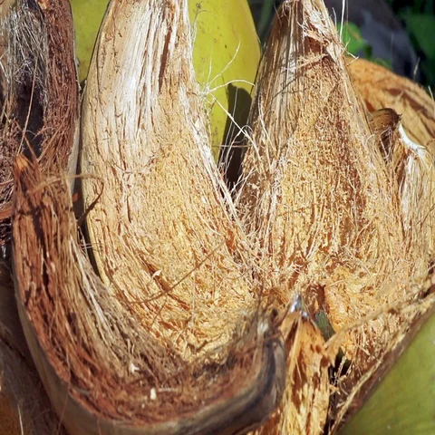 Coconut shells close-up Stock Footage 69490126