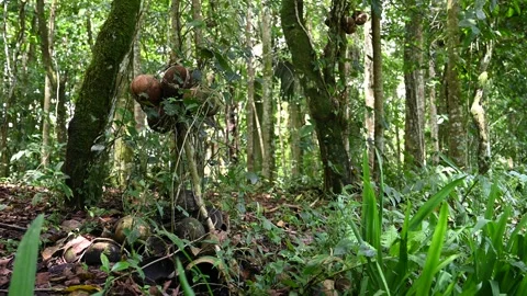 Coconut shells hang inside Bayung Guede forest Stock Footage 339090434