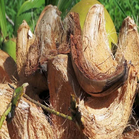 Coconut shells lying on the grass Stock Footage 69489604