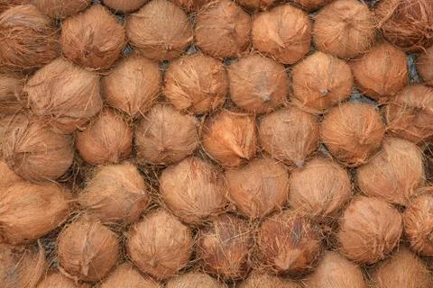 Coconut with shells making a background 写真素材