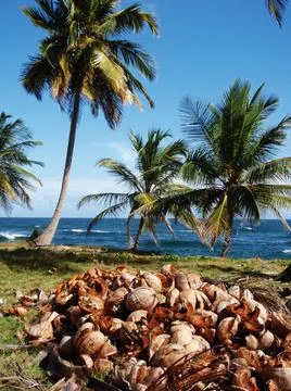 Coconut shells Stock Photos