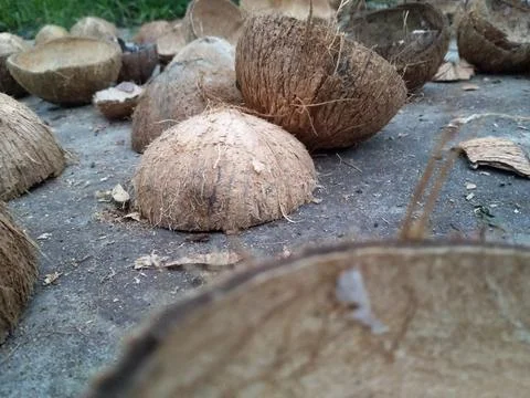 Coconut shells Stock Photos