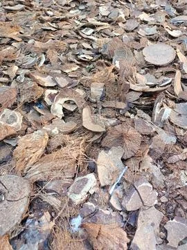 Coconut shells. Stock Photos