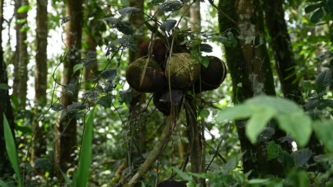 Coconut shells tied among Bayung Guede trees Vídeos de archivo 339090514