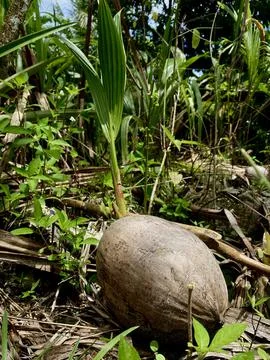 Coconut Shoots Stock Photos