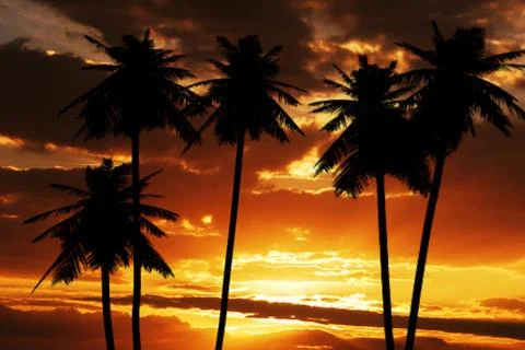 Coconut silhouette on sunset texture template background Stock-Illustration