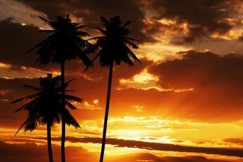 Coconut silhouette on sunset texture template background Stock-Illustration