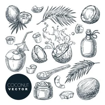 Coconut sketch vector illustration. Broken coco nuts with milk splashes and p Stock Illustration