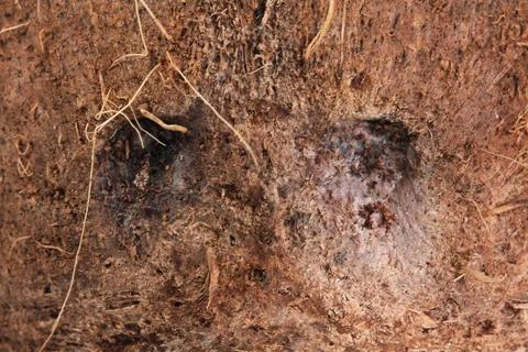 Coconut skin Texture close up Stock Photos