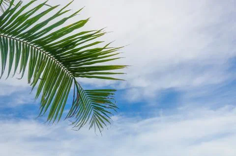 Coconut sky background Stock Photos