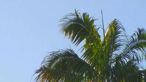 Coconut Sky 스톡 동영상 151356768