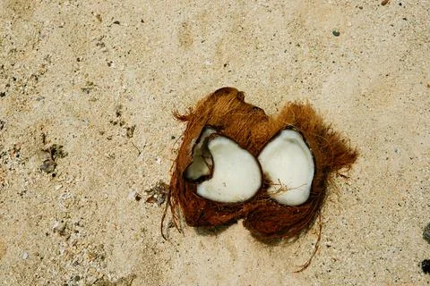 Coconut split open washed-up on tropical beach Stock Photos