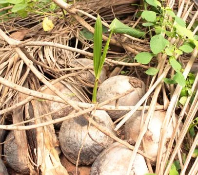 Coconut sprout Stock Photos