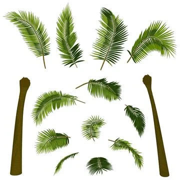 Coconut straight palm tree elements. 스톡 일러스트