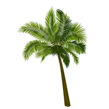 Coconut straight palm tree Stock Illustration