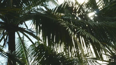 Coconut sunlight Stock Footage 114317588