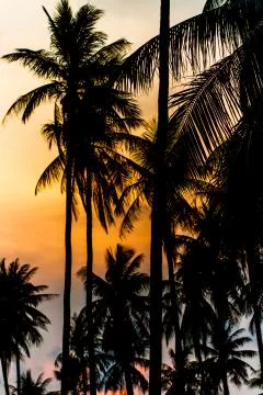 Coconut at sunset Foto stock