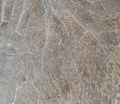 Coconut texture inside Stock Photos