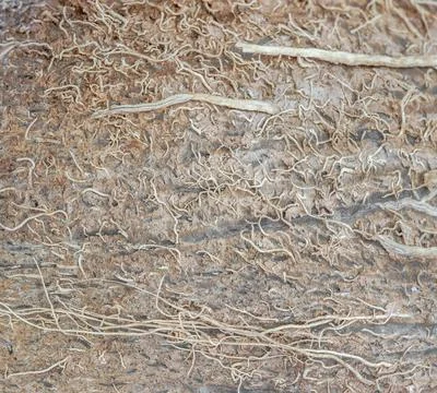 Coconut texture outside Stock Photos