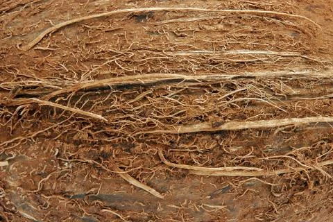 Coconut texture Stock Photos