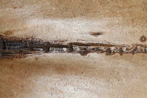 Coconut texture Stock Photos