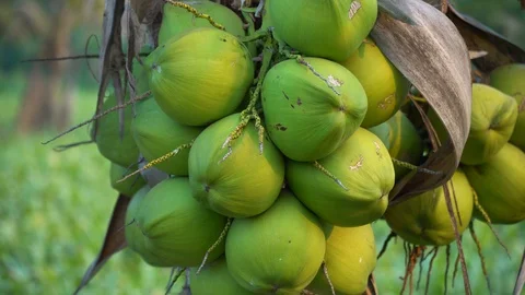 Coconut in Thailand. Stock Footage 128213950