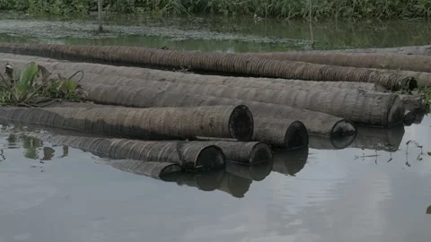 Coconut timber log trunks pile of the logging wood industry Stock Footage 133445188