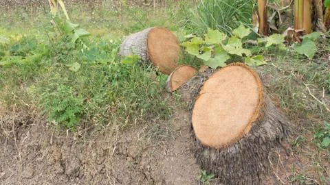 Coconut timber Stock Photos