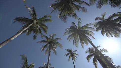 Coconut tree 01 Video stock 306042621