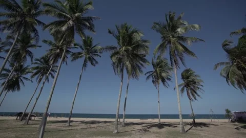 Coconut tree 02 Video stock 306042613