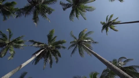 Coconut tree 03 Video stock 306042609