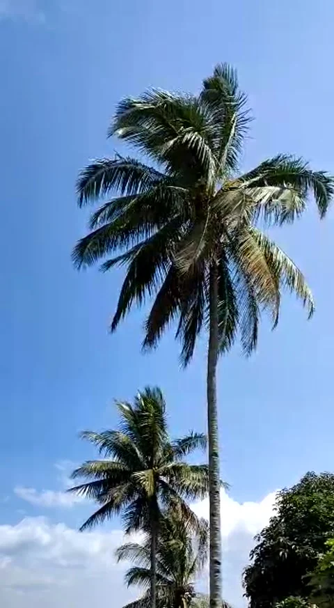 COCONUT TREE 1 库存影片 241707061