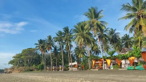 Coconut tree (1) Stock-Footage 274117034