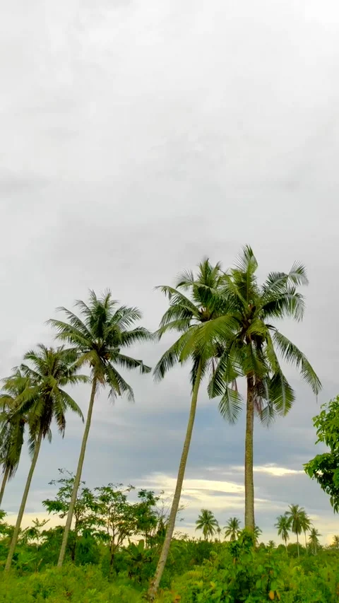 COCONUT TREE 2 库存影片 241707064