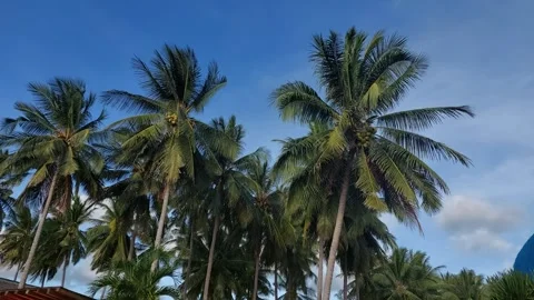 Coconut tree (2) Video stock 274117117
