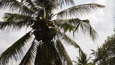 Coconut tree 3 Stock Footage 260180938