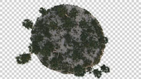 Coconut tree in 3d rendering isolated on island Stock Photos