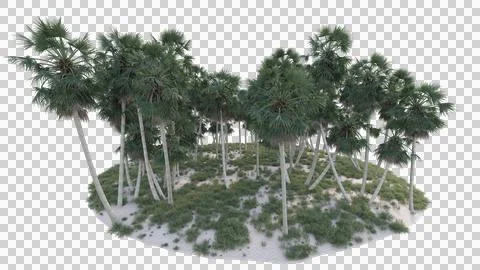 Coconut tree in 3d rendering isolated on island Stock Photos
