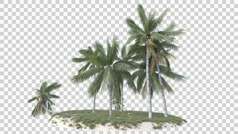 Coconut tree in 3d rendering isolated on island Stock Photos