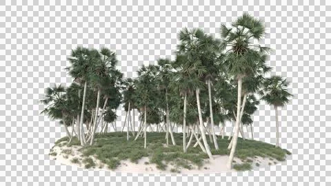 Coconut tree in 3d rendering isolated on island Stock Photos