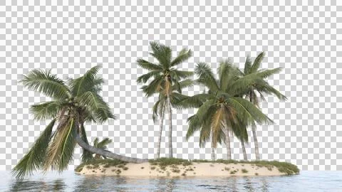 Coconut tree in 3d rendering isolated on island Stock Photos