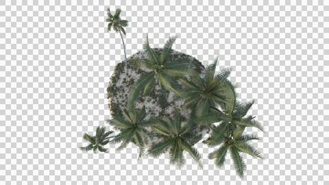 Coconut tree in 3d rendering isolated on island Stock Photos